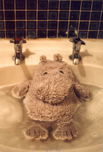 we love big fat hippo!