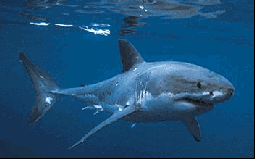 great white shark